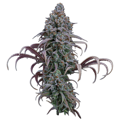 Rosetta stone jack herer cinderella 99 brothers grimm seeds cannabud canada for sale online