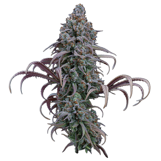 Rosetta stone jack herer cinderella 99 brothers grimm seeds cannabud canada for sale online