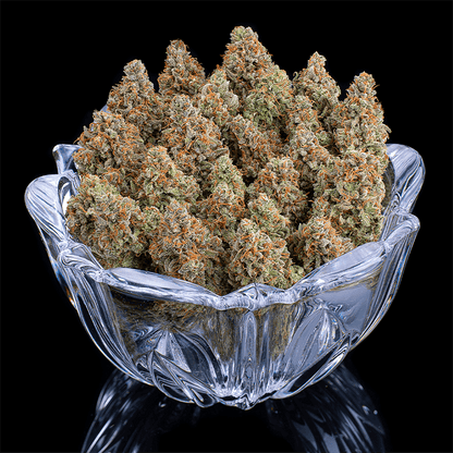 Rosetta stone jack herer cinderella 99 brothers grimm seeds cannabud canada for sale online