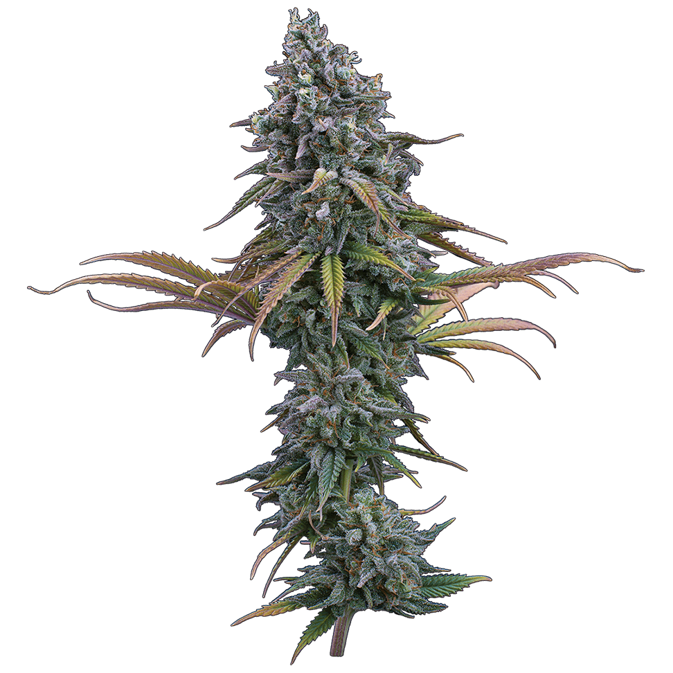 space queen romulan cinderella pineapple brothers grimm seeds cannabud canada for sale online