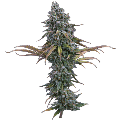 space queen romulan cinderella pineapple brothers grimm seeds cannabud canada for sale online