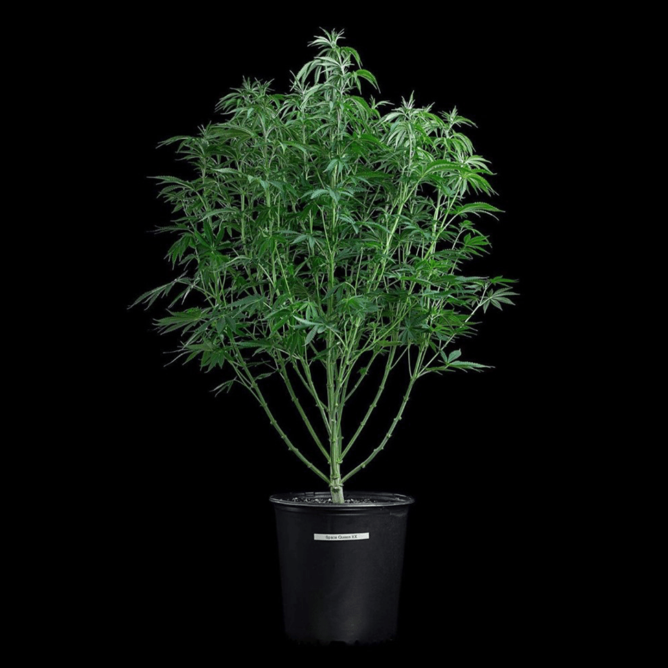 space queen romulan cinderella pineapple brothers grimm seeds cannabud canada for sale online