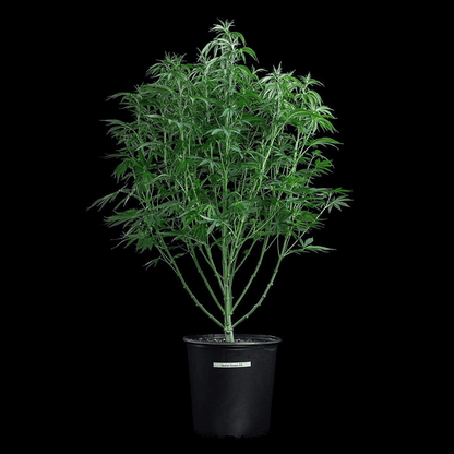 space queen romulan cinderella pineapple brothers grimm seeds cannabud canada for sale online