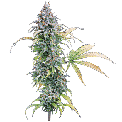 Thai Herer 99 brothers grimm seeds cannabud canada for sale