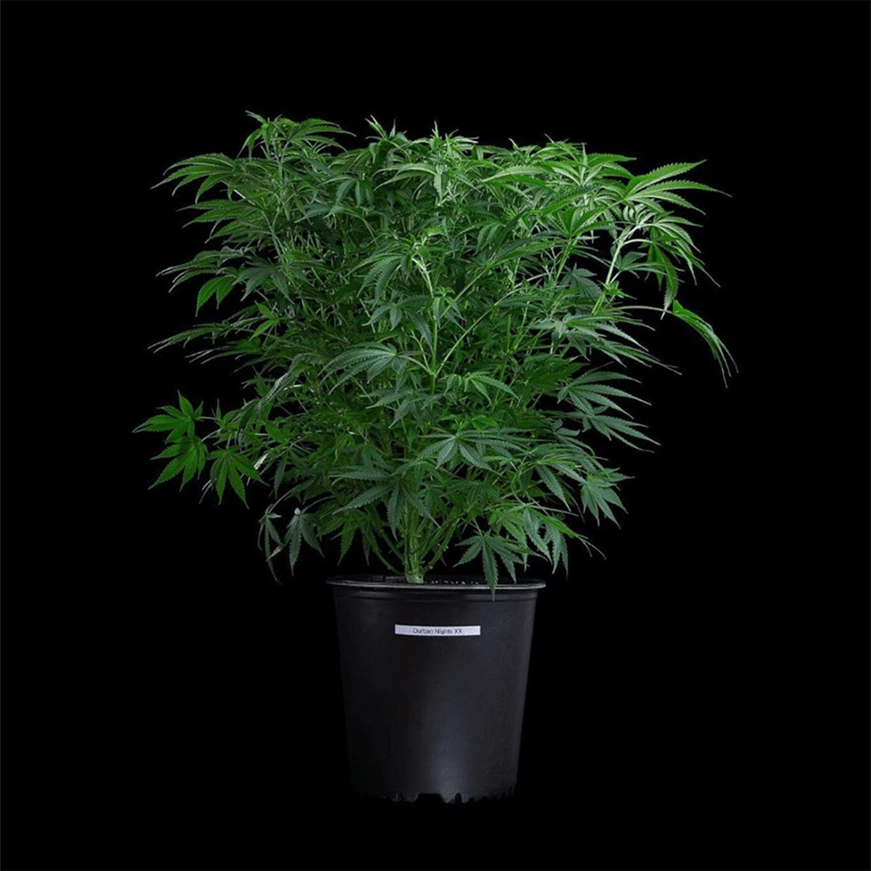 Thai Herer 99 brothers grimm seeds cannabud canada for sale